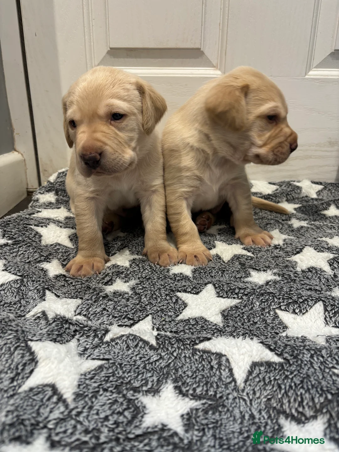 Labrador Retriever dogs for sale: Gorgeous KC registered Labrador puppies  - Advert 1
