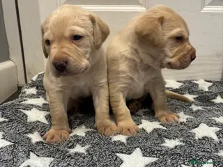 Labrador Retriever dogs Gorgeous KC registered Labrador puppies - Advert 4