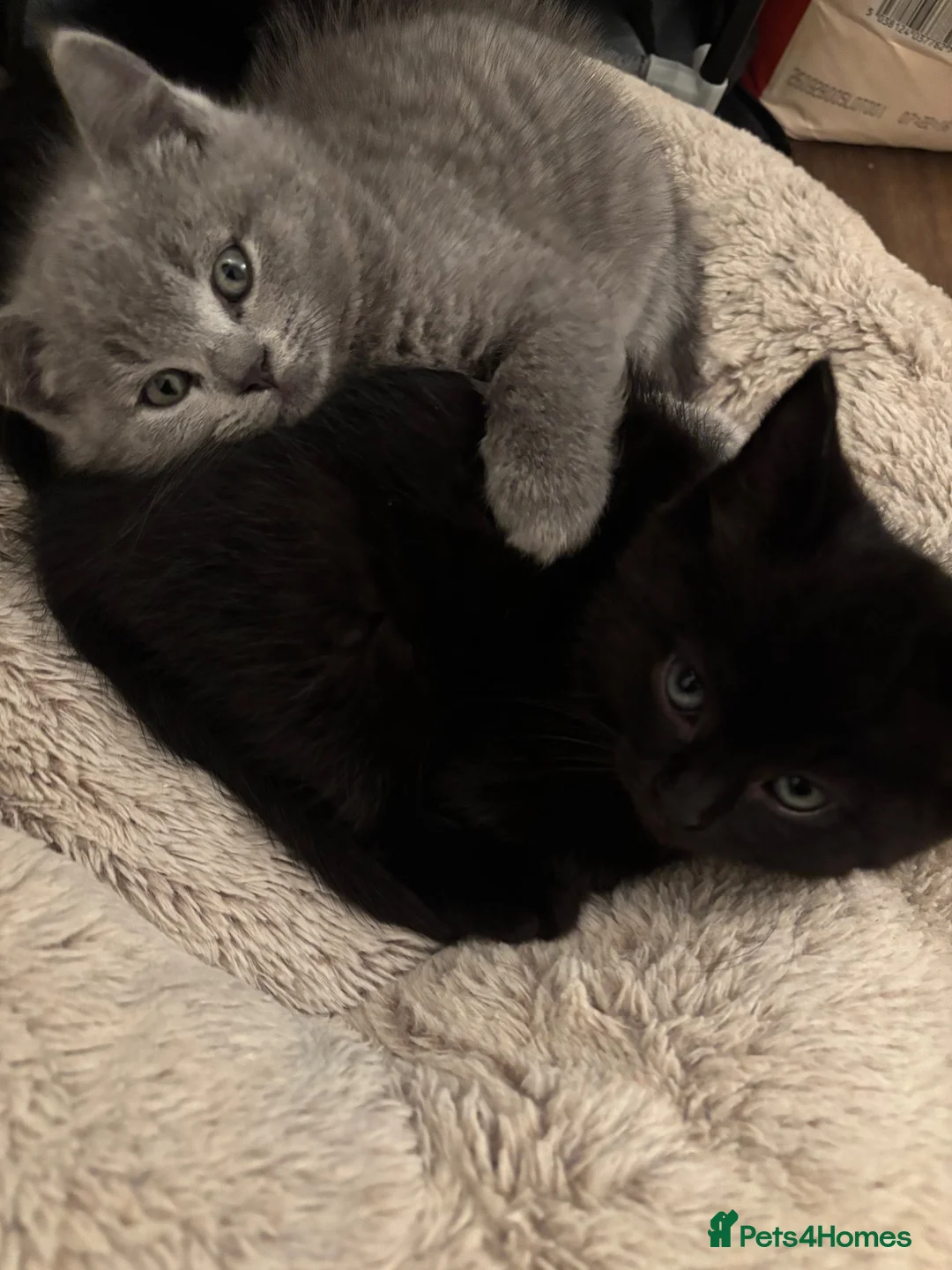 British Shorthair cats for sale: Adorable British short hair kittens  - Advert 2