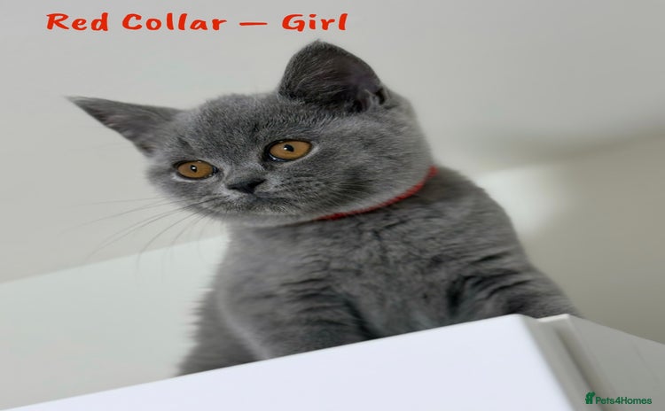 British Shorthair cats - Advert 5