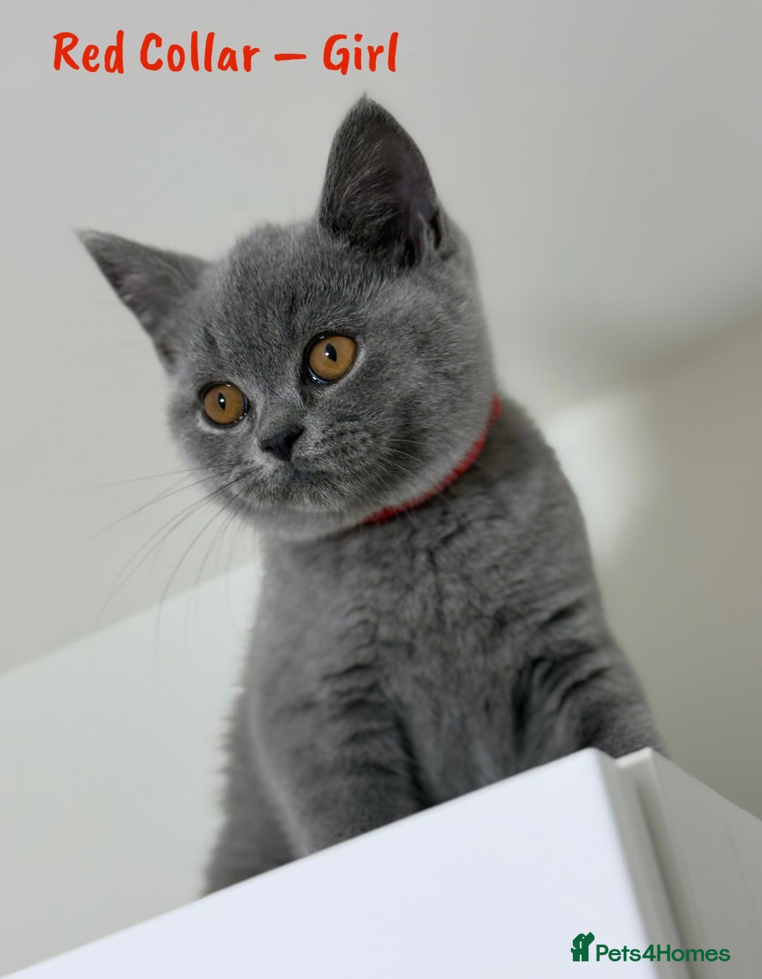 British Shorthair cats for sale: 🐾 Champion Line Blue BSH Kittens GCCF Active 🐾  - Image 1