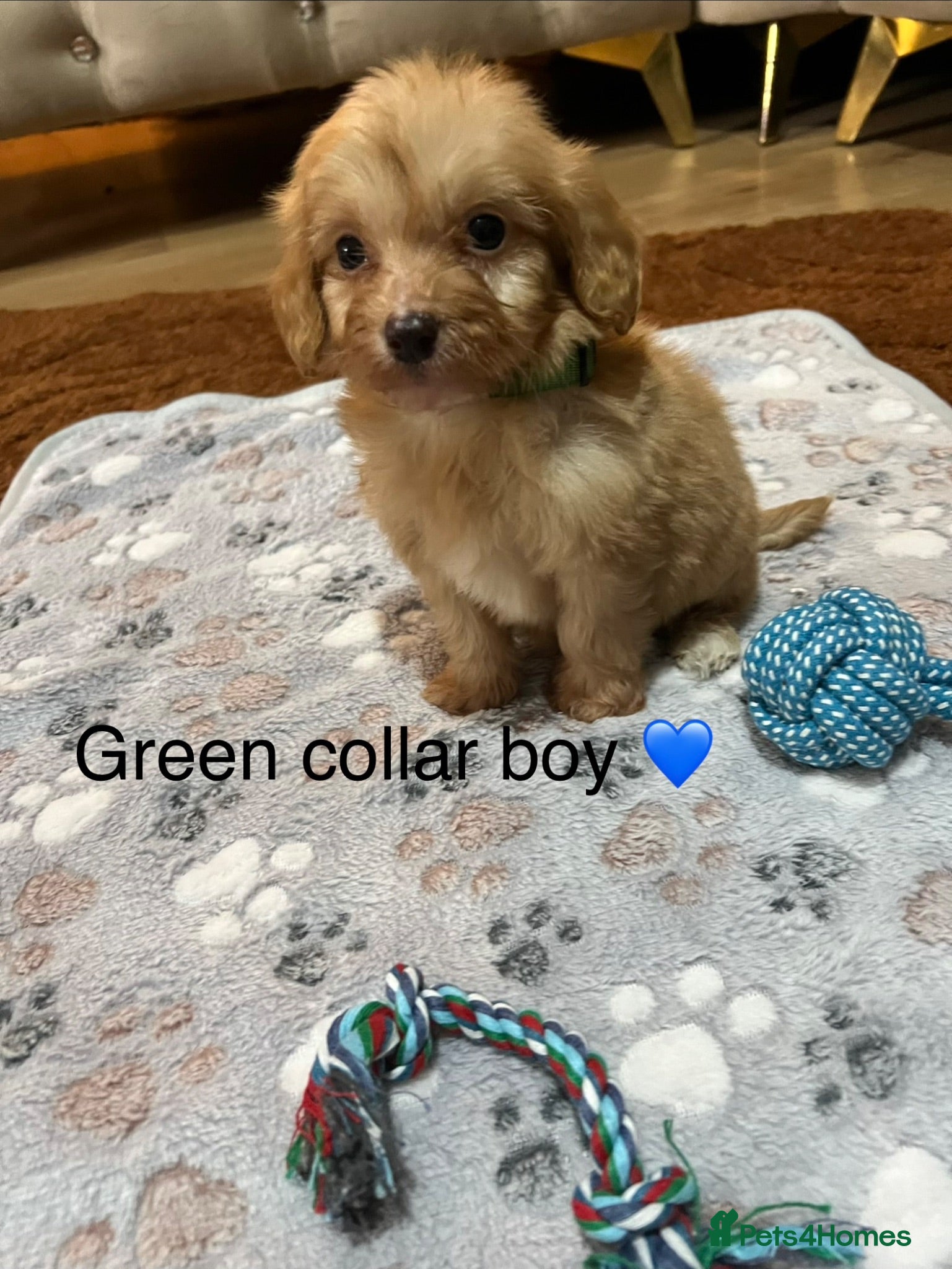 Cavapoo dogs 1 cavapoo ready now 💙💕 - Advert 2