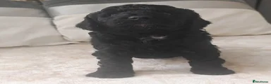 Cockapoo 1