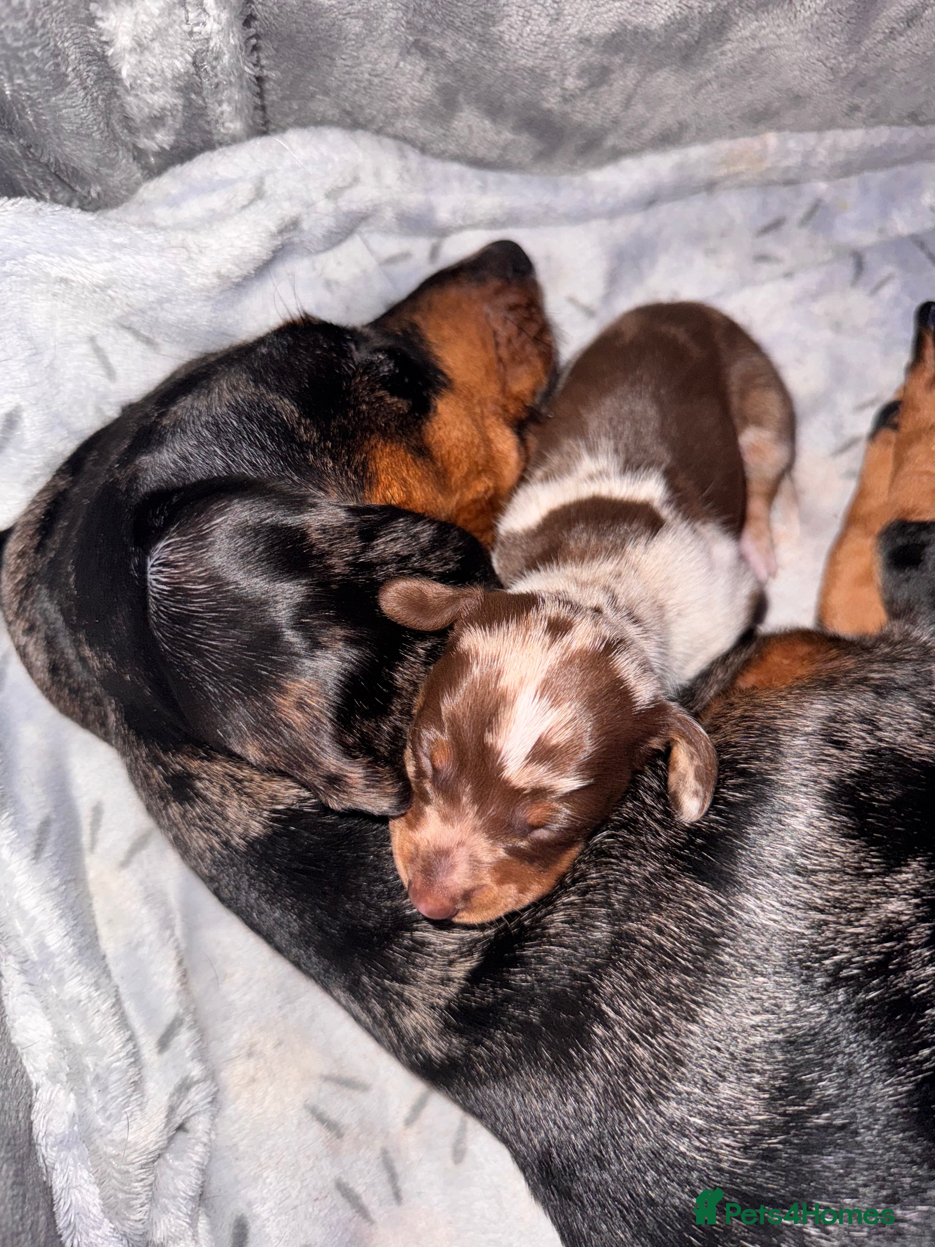 Dachshund dogs **** Absolutely Stunning Babies **** - Advert 1