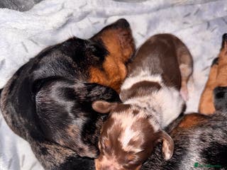 Dachshund dogs **** Absolutely Stunning Babies **** - Advert 10
