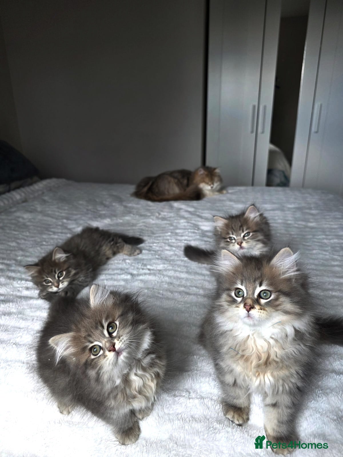 Siberian cats Lovely grey Siberians. - Advert 2