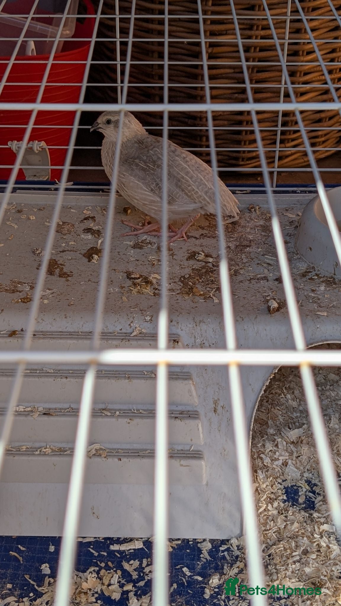Quail poultry 4 male quails - Advert 1