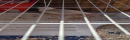 Quail poultry for sale: 4 male quails in Chelmsford - Advert 1