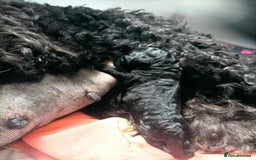Russian Black Terrier dogs for sale: top russianblack terriers from champion bloodlines - Image 8