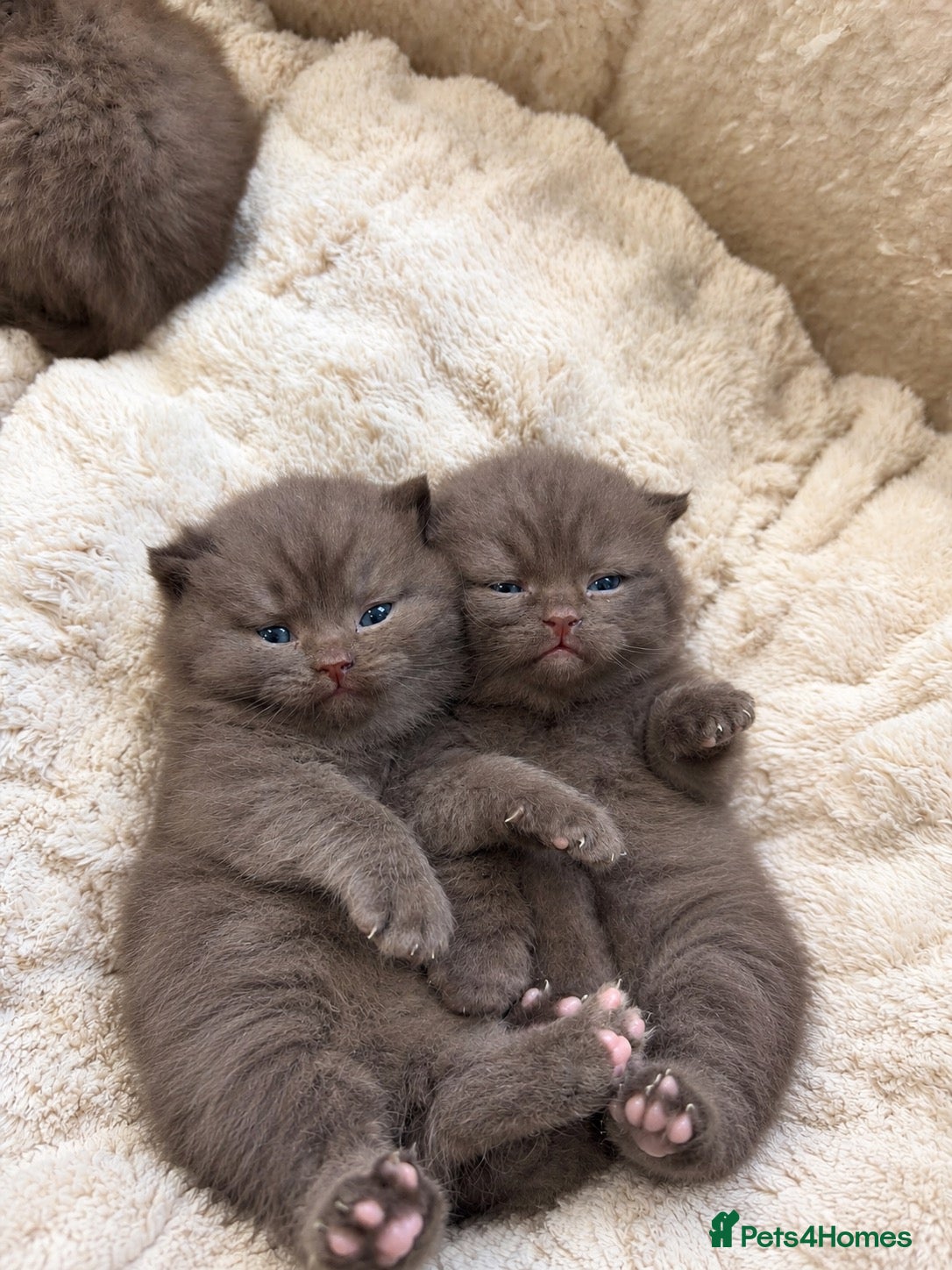 British Shorthair cats Active 🐾 Cinnamon BSH Kittens – 2 Girls & 1 Boy  - Advert 1