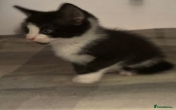 Domestic Shorthair cats for sale: Beautiful friendly Kittens  - Image 29