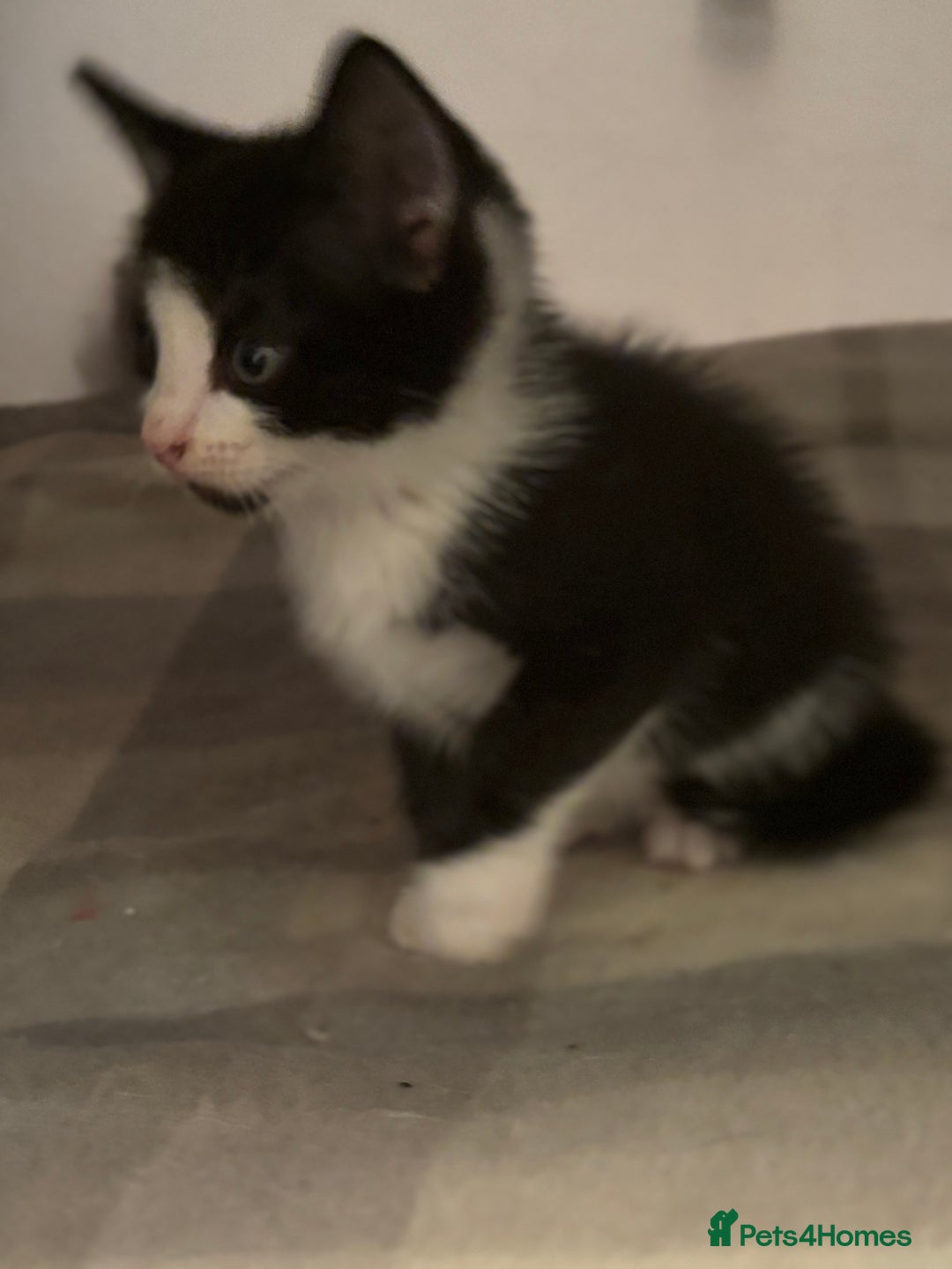 Domestic Shorthair cats for sale: Beautiful friendly Kittens  - Image 29