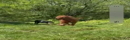 Dogue De Bordeaux dogs for sale: 4 months old kc bitch  - Advert 4