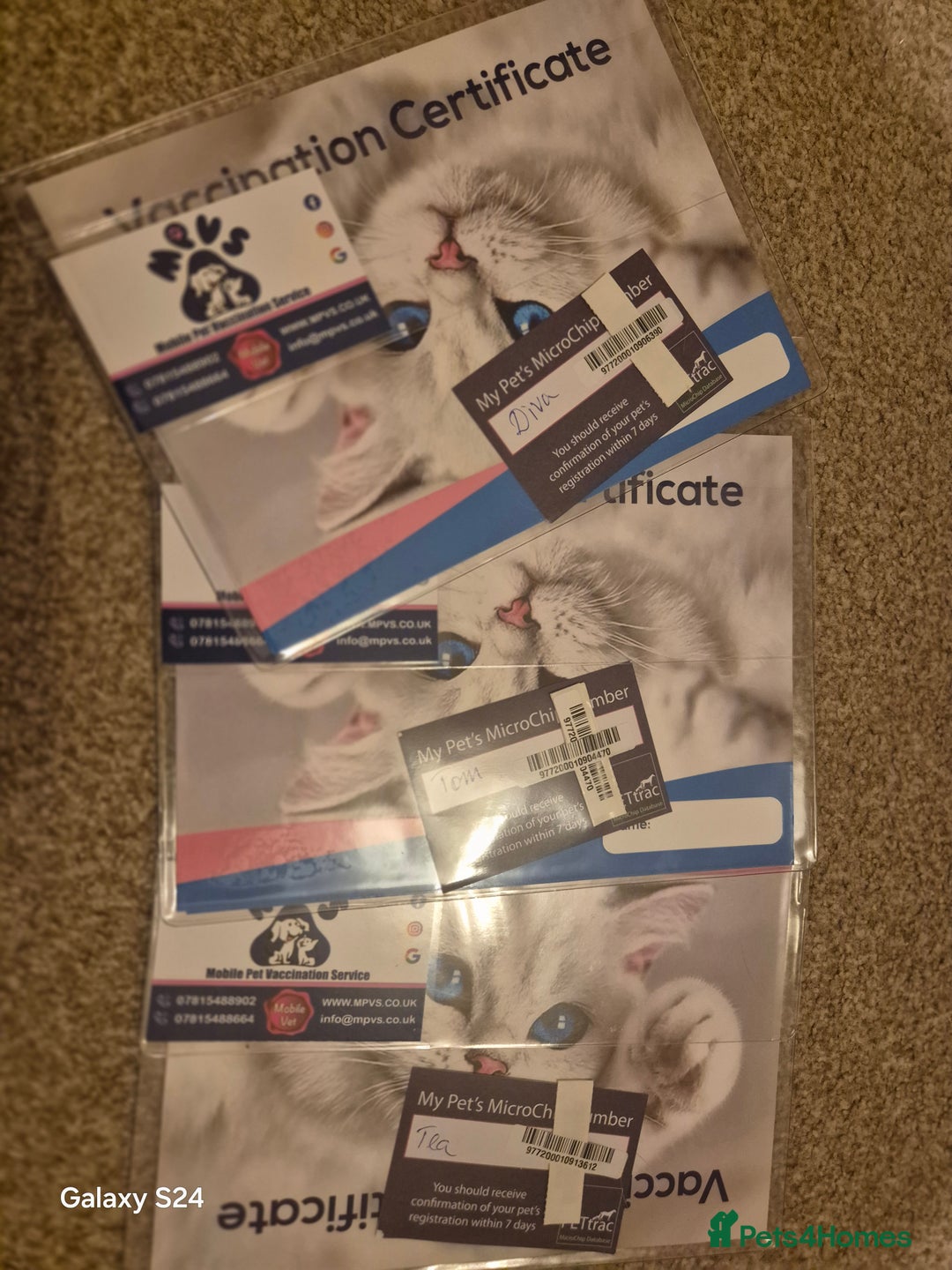 Exotic cats for sale: Exotic longhair and short hair kittens  - Image 25