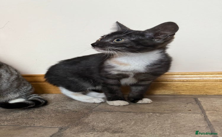 Mixed Breed cats - Advert 10