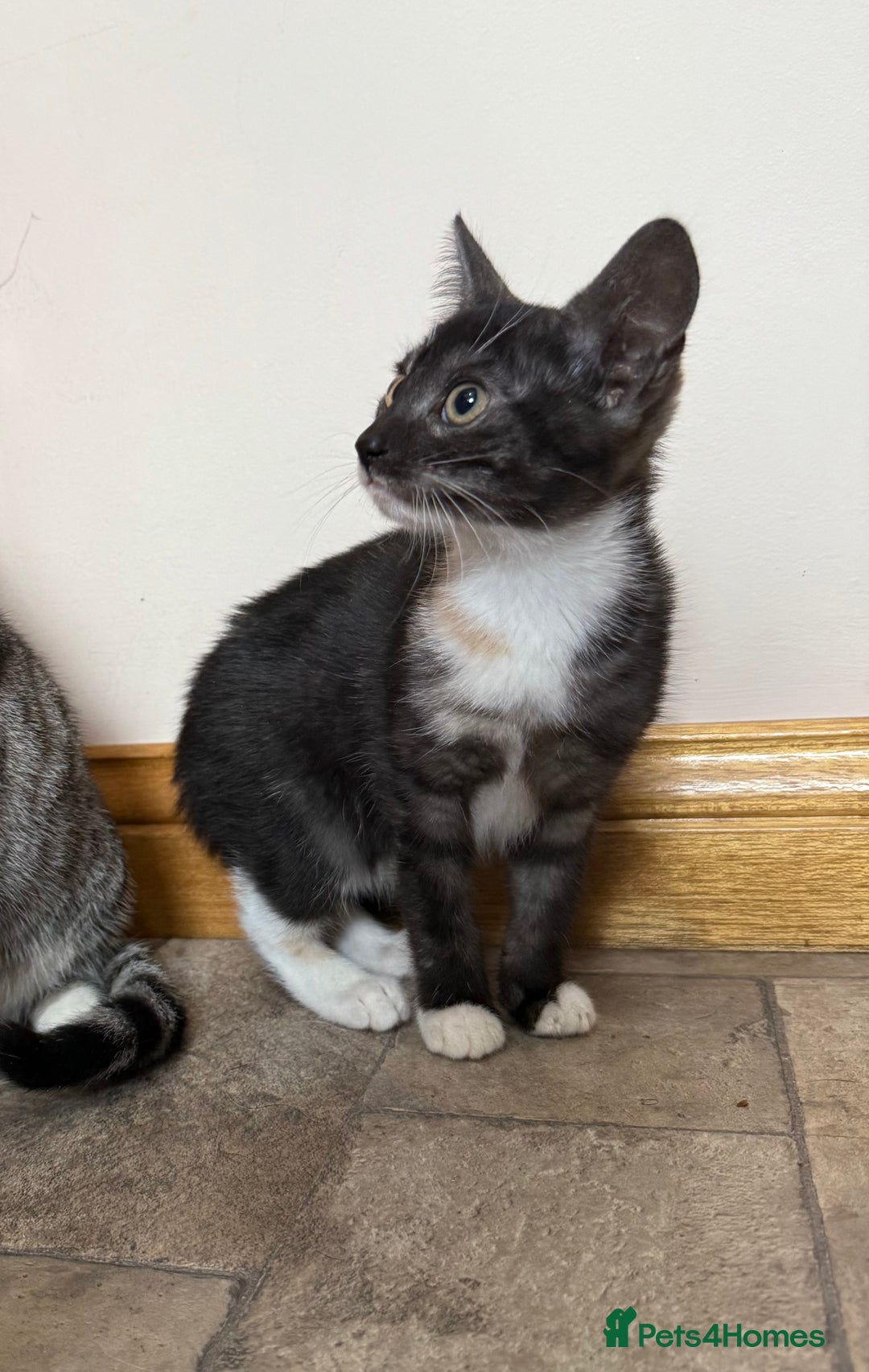 Mixed Breed cats for sale: Tortishell female kitten  - Image 1