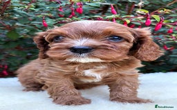 Cavapoo dogs for sale: Rare Miniature F1 Cavapoo Quality Puppies - Image 10