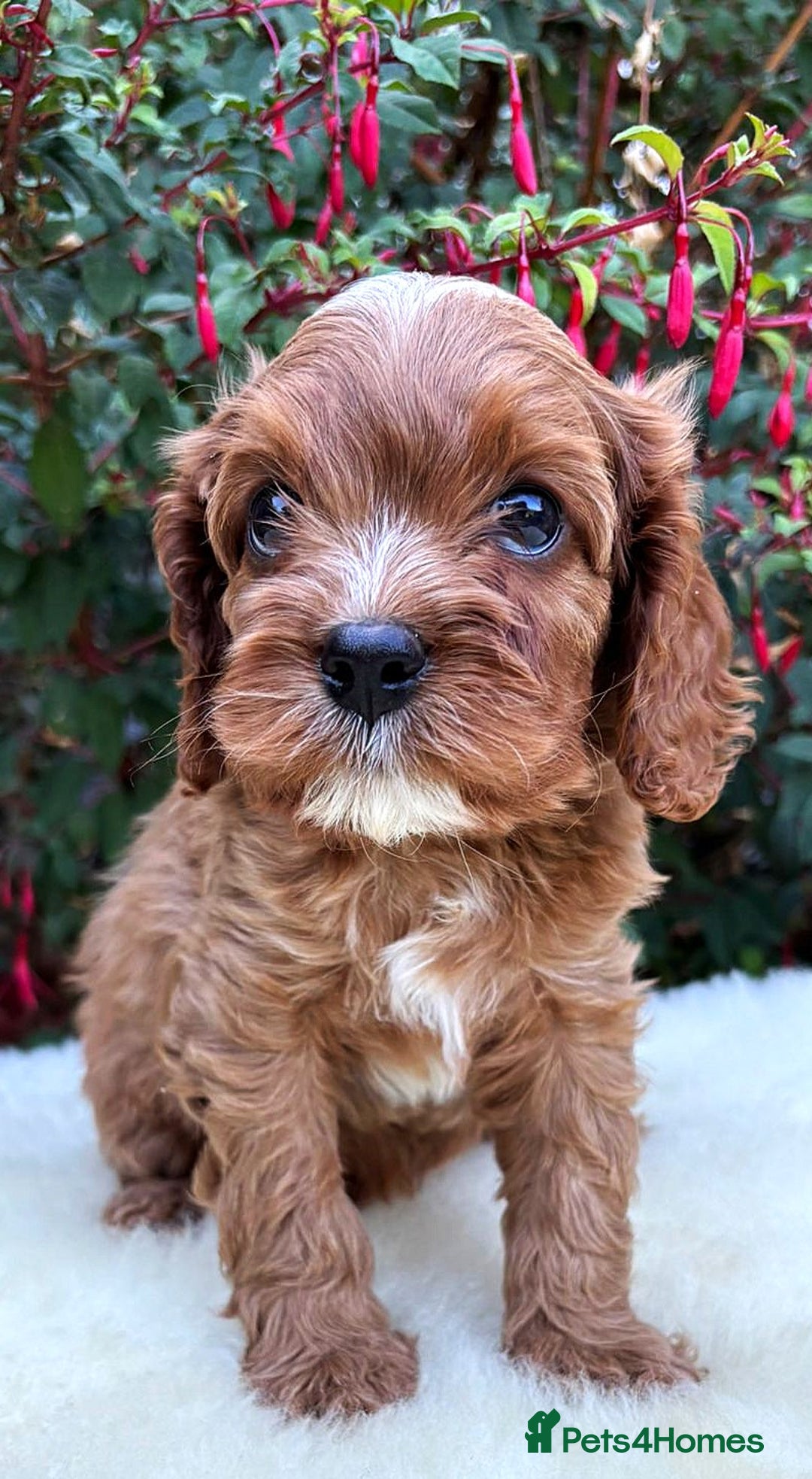 Cavapoo dogs for sale: Rare Miniature F1 Cavapoo Quality Puppies - Image 10