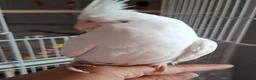 Cockatiels birds for sale: 2 Silly tame cockatiels proven show pair budgies  - Advert 6