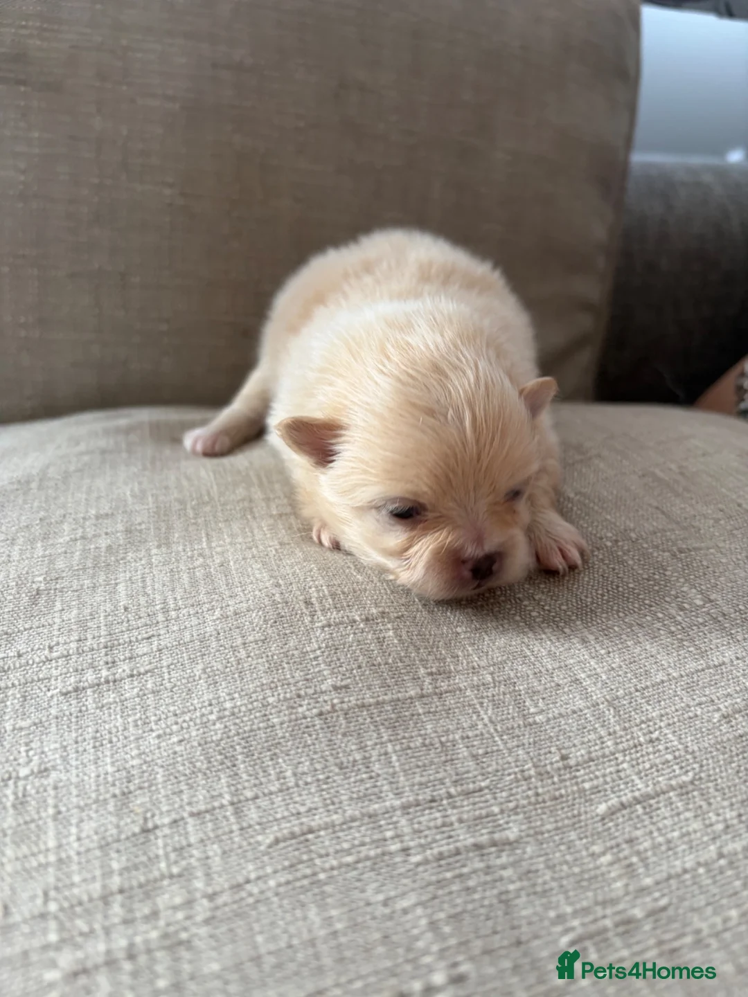 Pomeranian dogs for sale: Pomeranian puppies for sale - Advert 2