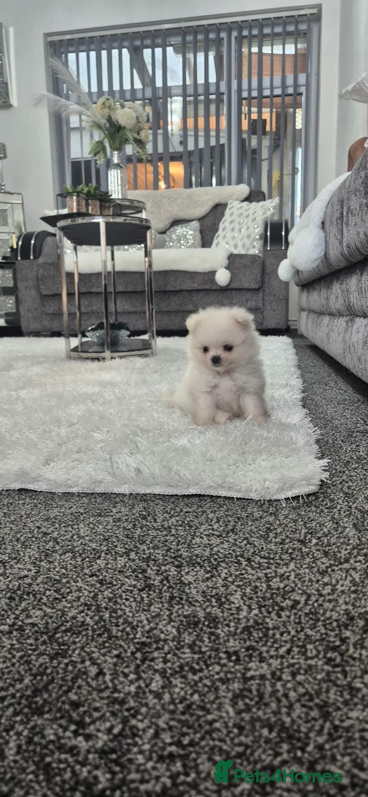 Pomeranian dogs Teddy bear miniature Pomeranian  **  puppies  - Advert 9