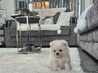 Pomeranian dogs Teddy bear miniature Pomeranian ** puppies - Advert 3