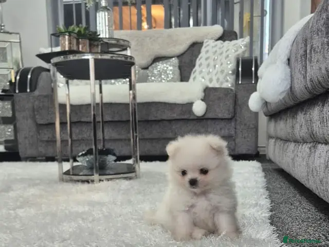 Pomeranian dogs Teddy bear miniature Pomeranian ** puppies - Advert 2