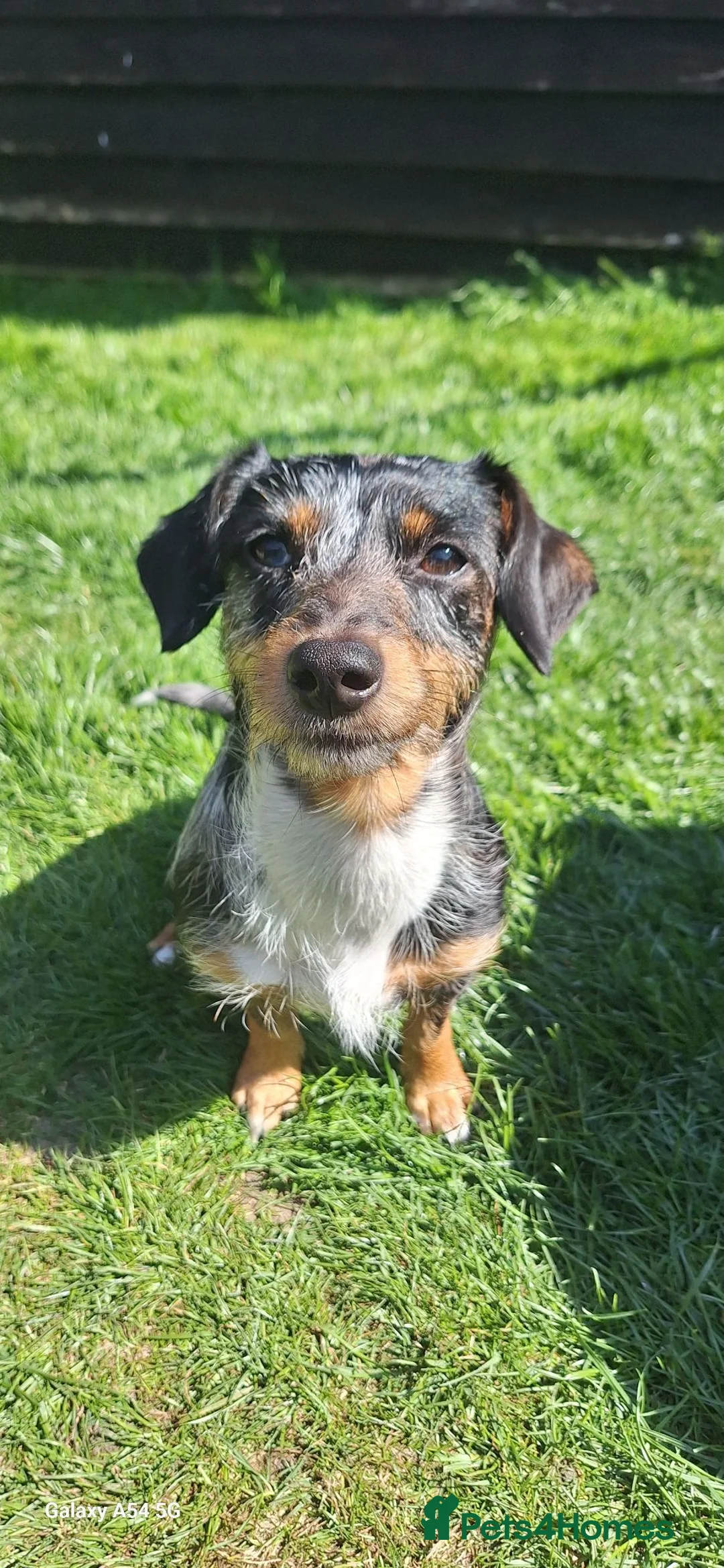 Jackshund dogs for sale: Beautiful miniature dachshund cross jack russell  - Advert 8