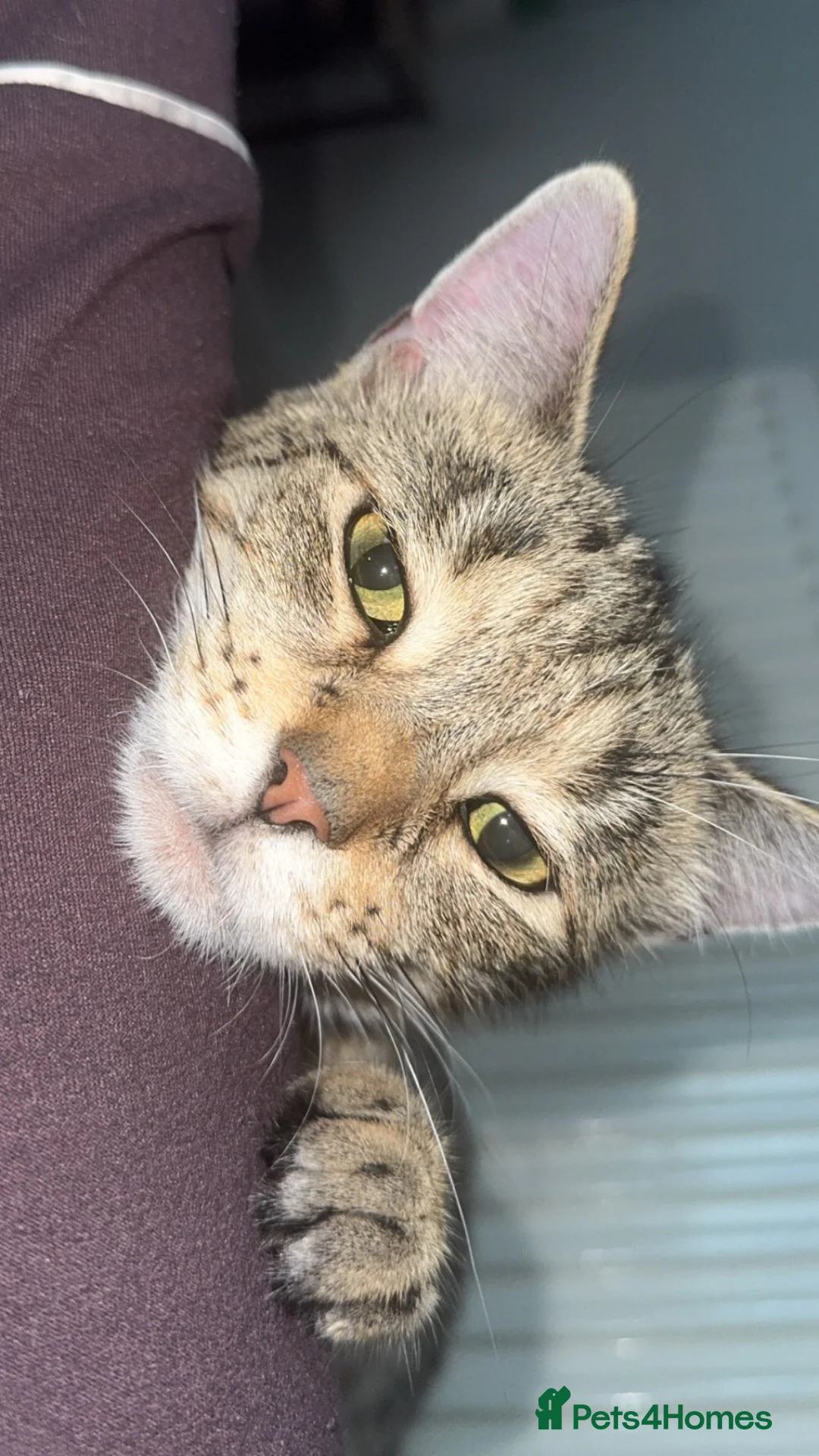Mixed Breed cats for sale: 2 sisters and daughter - Advert 2