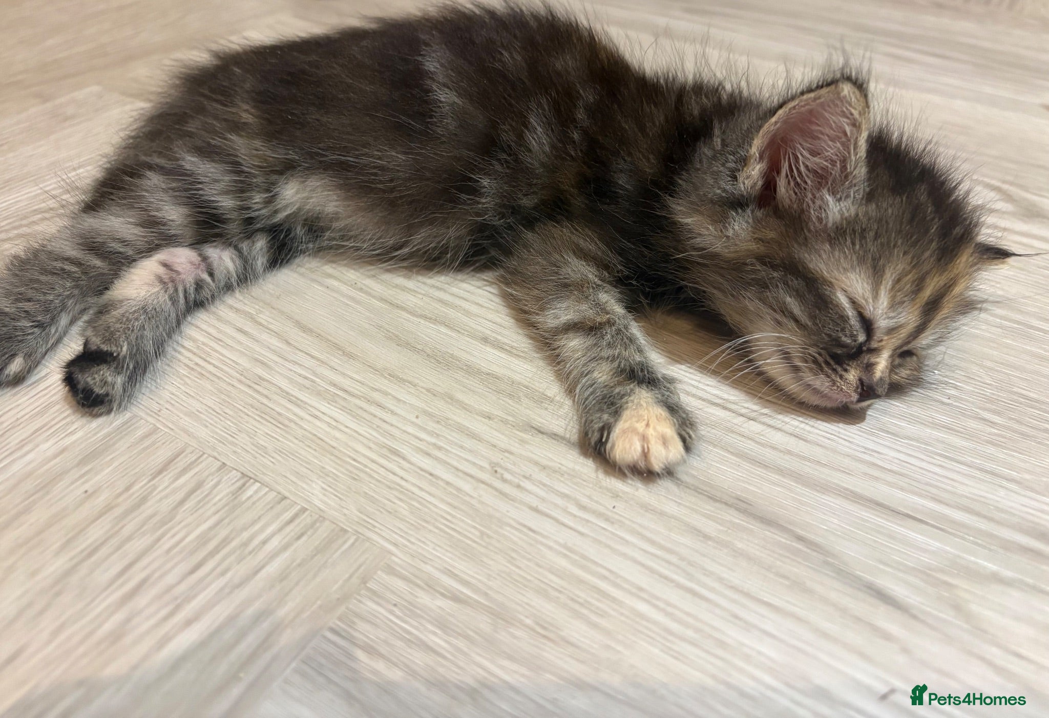 Mixed Breed cats Last Affectionate & Beautiful Ragdoll X Kittens - Advert 2