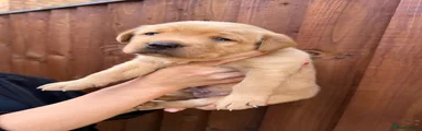 Labrador Retriever Puppy 2