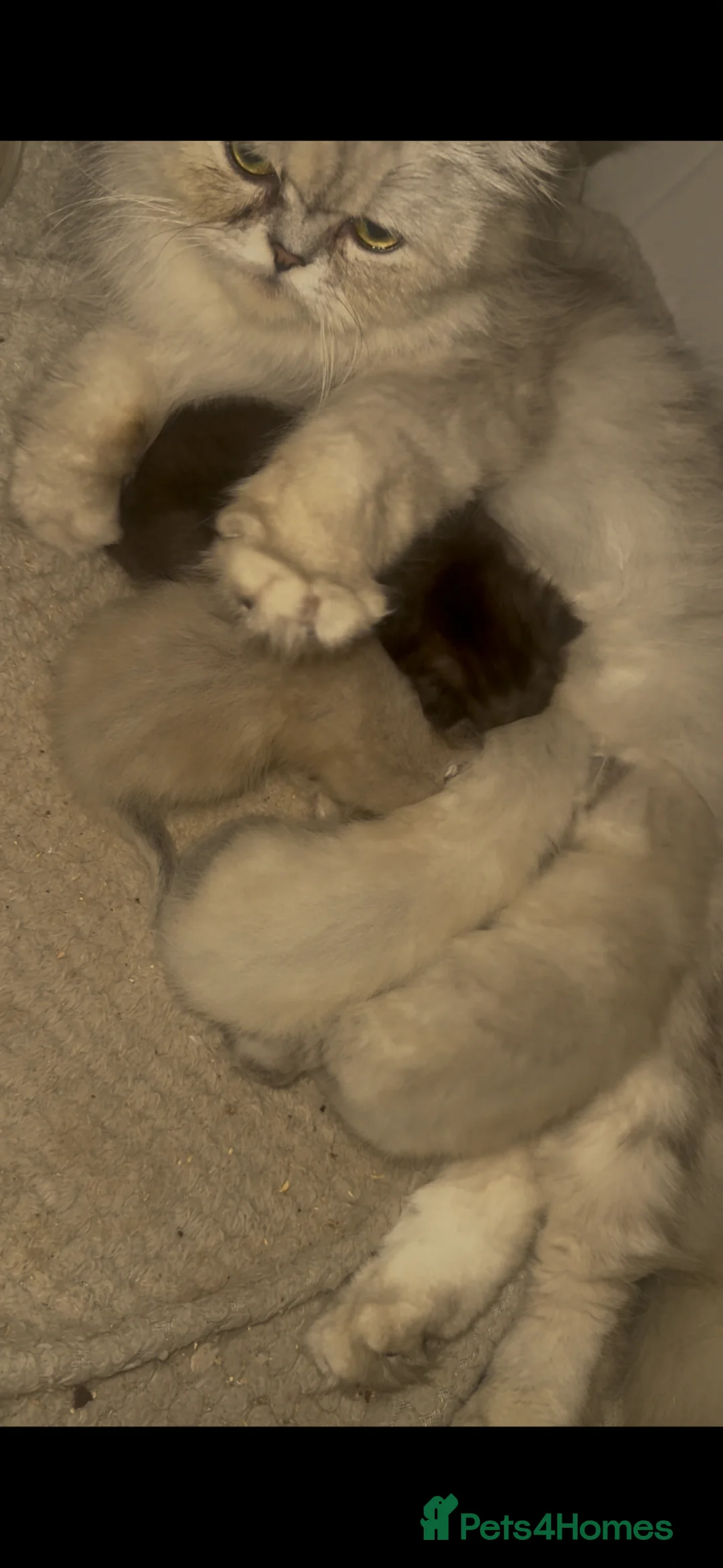 Exotic cats for sale: Exotic kittens  - Advert 6