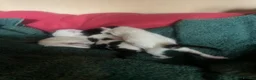 British Longhair cats for sale: british long hair kittens  in Hayling Island - Advert 1