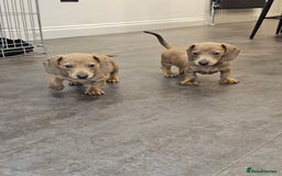 Miniature Dachshund dogs for sale: Beautiful Mini Dachshunds looking for their homes! - Image 18