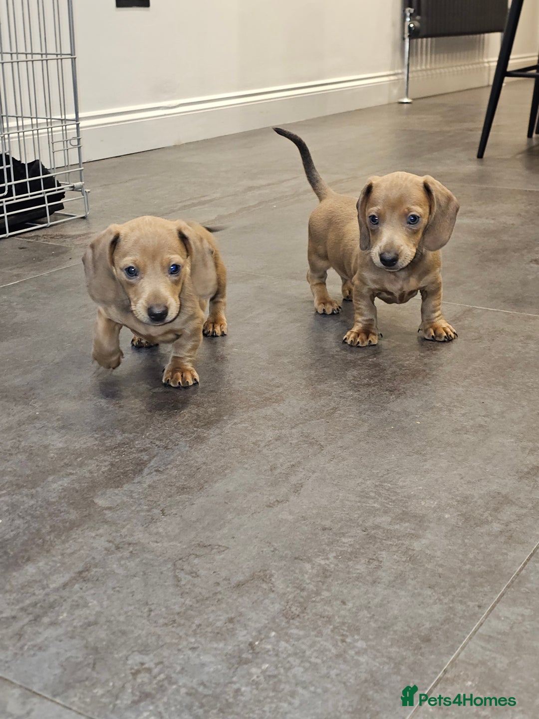 Miniature Dachshund dogs for sale: Beautiful Mini Dachshunds looking for their homes! - Image 18