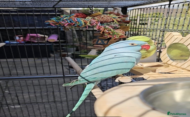 Ringnecks birds - Advert 2