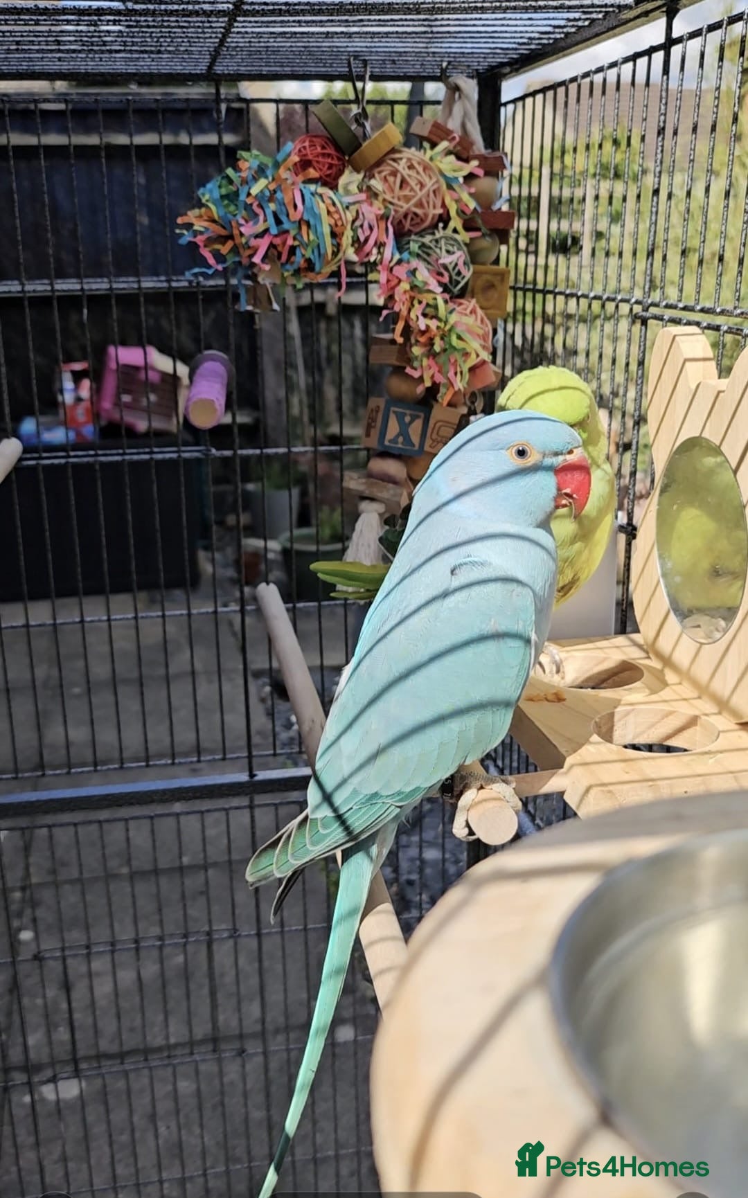 Ringnecks birds for sale: 6 month blue ring neck for rehome  - Image 1