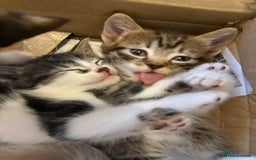 Mixed Breed cats for sale: Mixed breed kittens  - Image 9