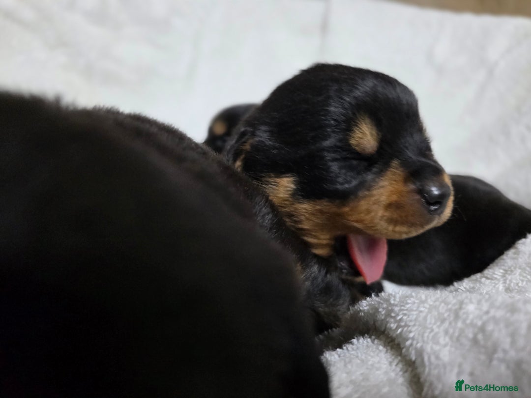 Rottweiler dogs for sale: Chunky, Strong, Loyal & Pure Rottweiler Puppies - Advert 4