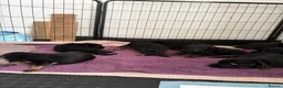 German Shepherd dogs for sale: Gorgeous German shepherd puppies  - Advert 16