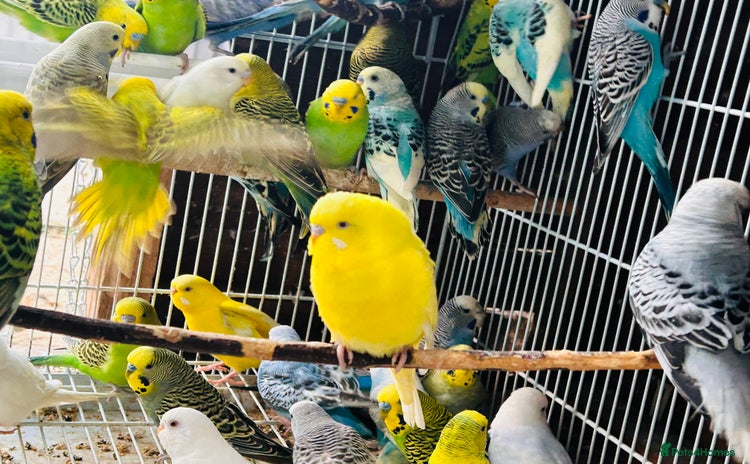 Budgerigars birds - Advert 1