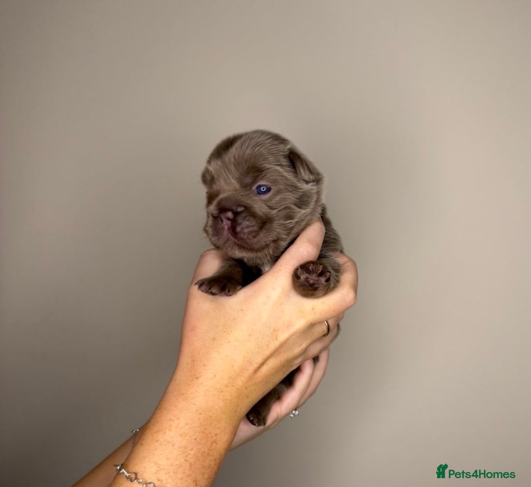 French Bulldog dogs for sale: French bulldog  - Advert 3