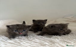 British Longhair cats for sale: 3 Grey British Longhair Kittens - Image 1
