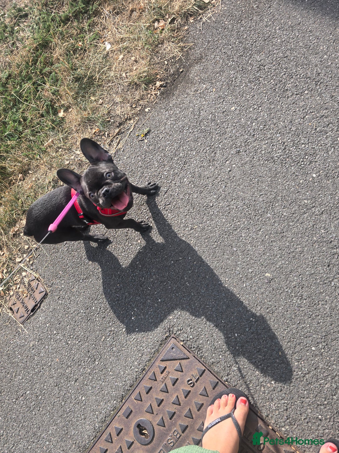 French Bulldog dogs for sale: Luna french bulldog 💖 - Image 4