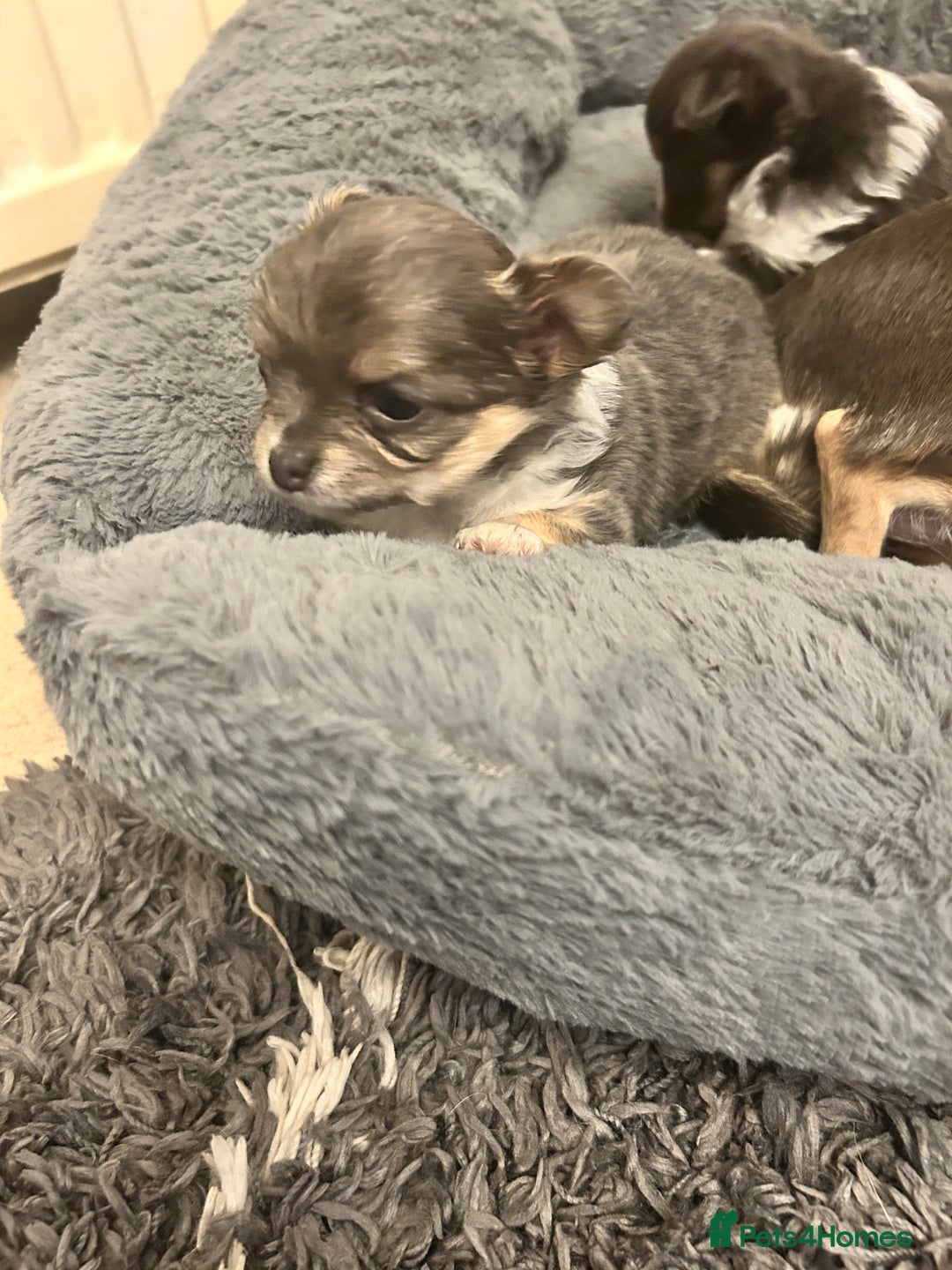 Chihuahua dogs for sale: Adorable chihuahuas  - Advert 3