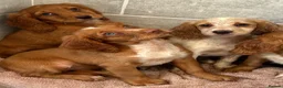 Cocker Spaniel dogs for sale: Cocker spaniel puppies  in Poole - Advert 5