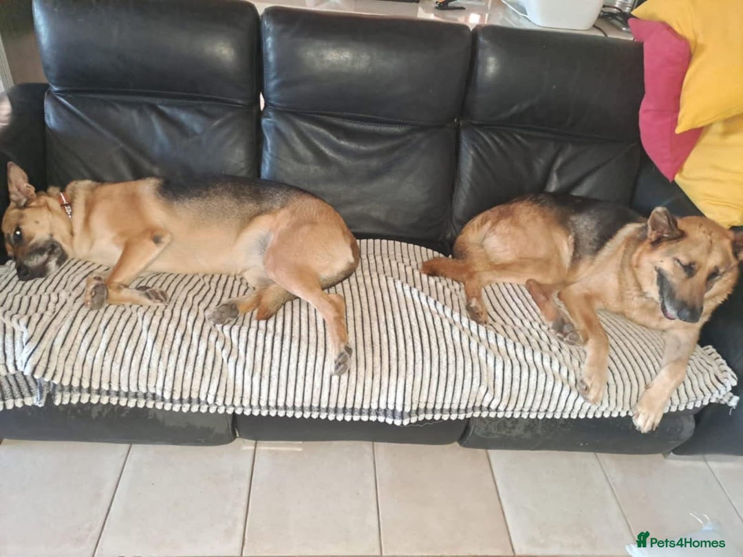 Mixed Breed dogs for adoption: Jessica stunning German Shepherd  - Image 6