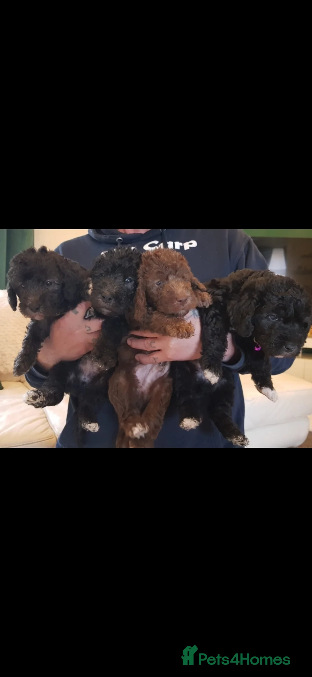 Bedlington Terrier dogs for stud: Blue.  Bedlington terrier for stud  CT Clear   in Chesterfield - Advert 36