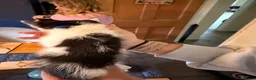 Mixed Breed cats for sale: A litter of beautiful kittens. - Advert 5