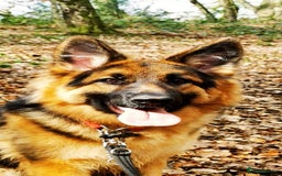 German Shepherd dogs for sale: German Shepherd Puppies from health tested parents - Image 4